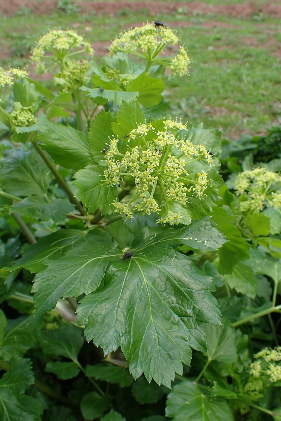 Smyrnium olusatrum