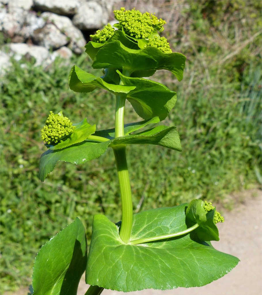 Sonchus tenerrimus l.