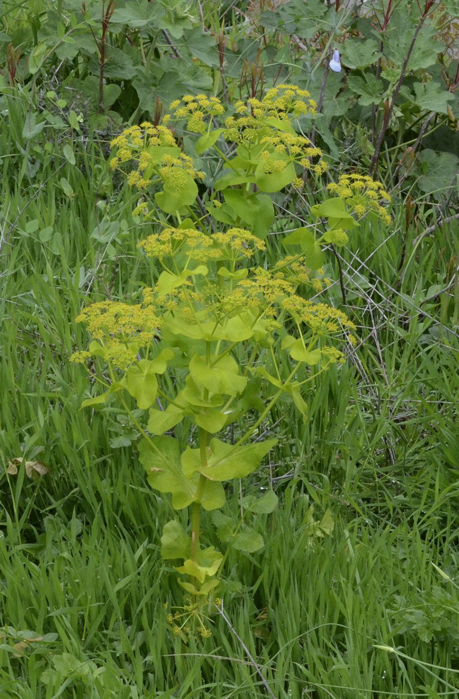 Smyrnium perfoliatum