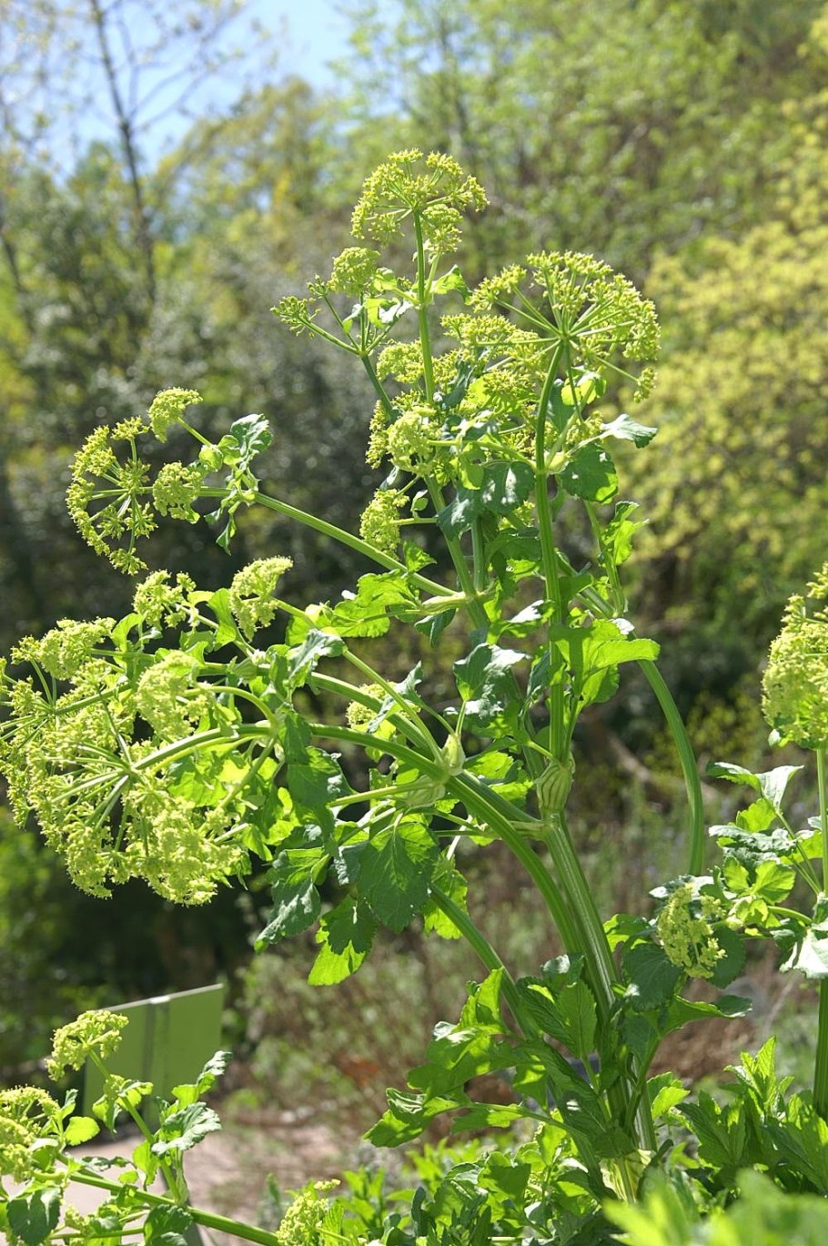 Angélique цветок