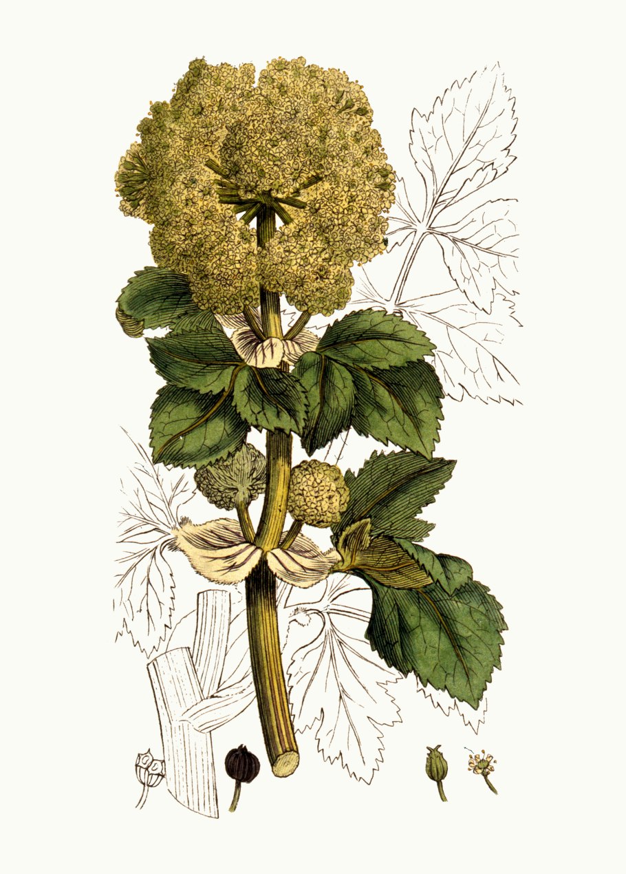 Смирния пронзеннолистная клубень