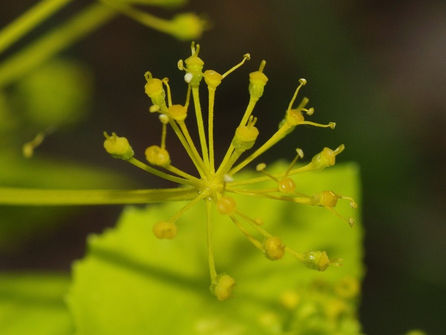 Смирния европейская