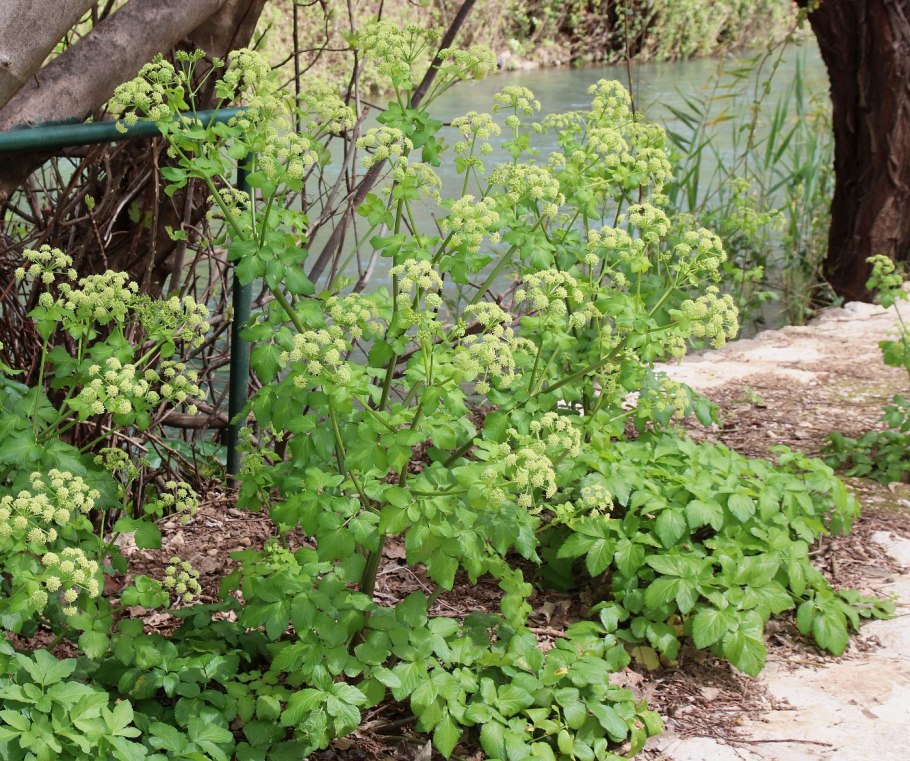 Смирния пронзеннолистная
