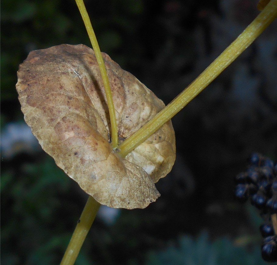 Blackstonia perfoliata
