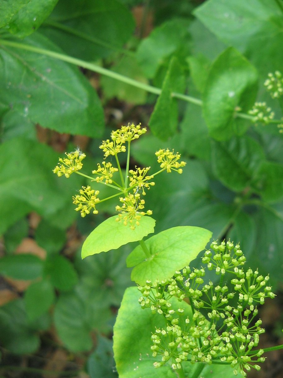 Смирная контия