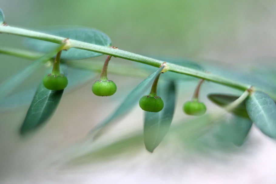 Филлантус плавающий