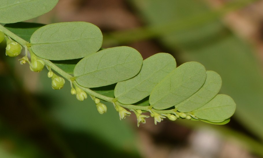 Бхумиамалаки (Phyllanthus niruri)