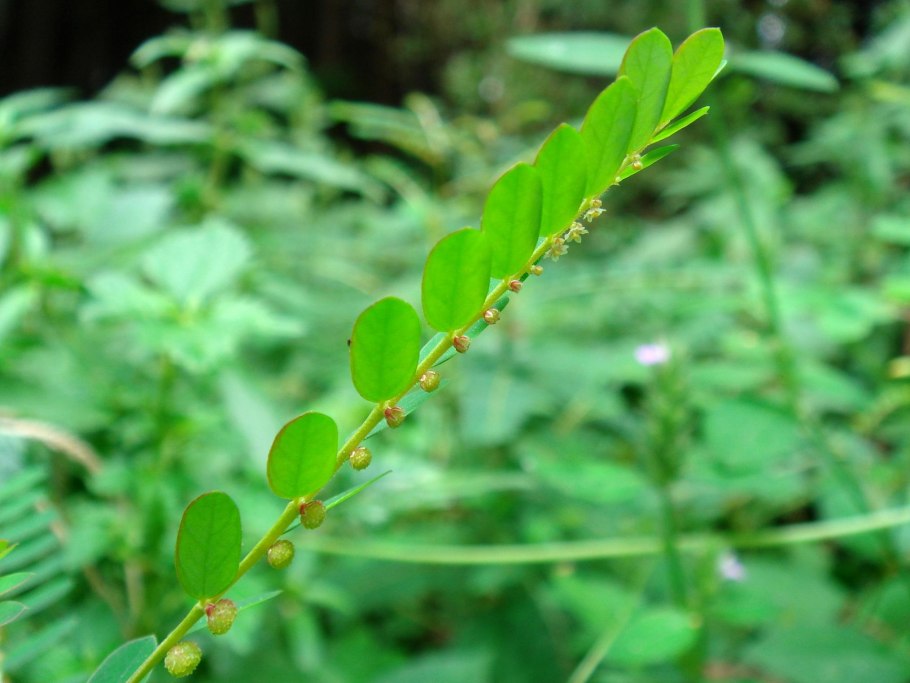 Филлантус мирабилис