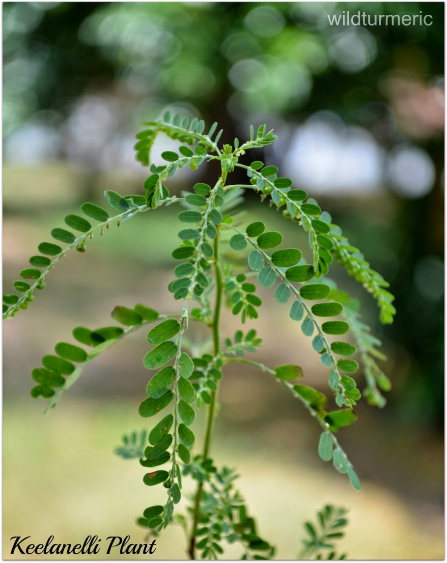 Филлантус нирури