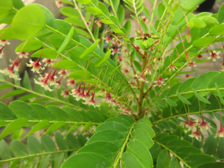 Филлантус Флуитанс