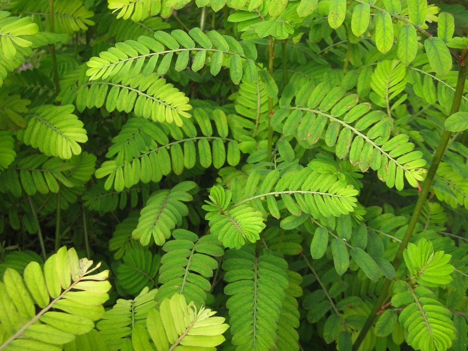 Филлантус филлокладии