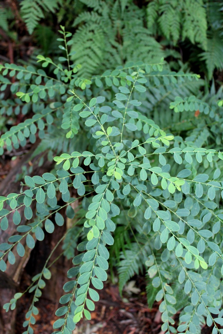 Бхумиамалаки (Phyllanthus niruri)