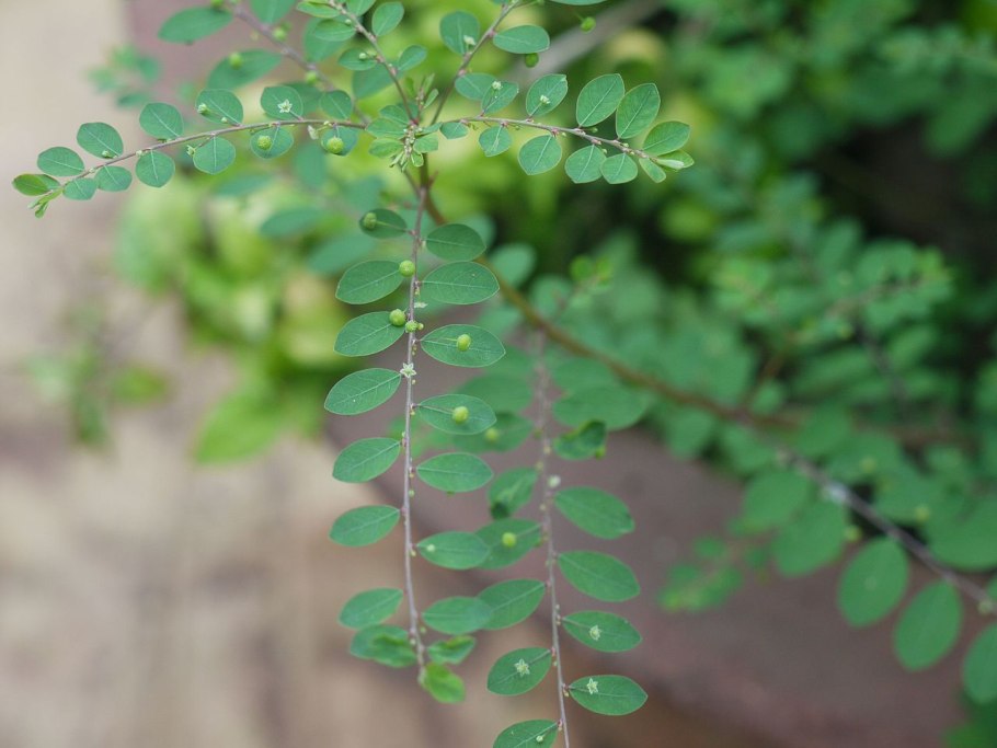 Phyllanthus amarus растение