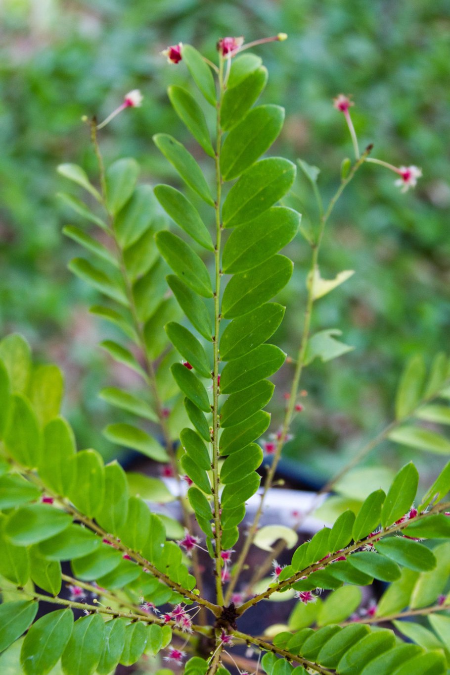 Филлантус плавающий