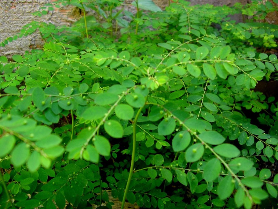 Филлантус (Phyllanthus niruri)