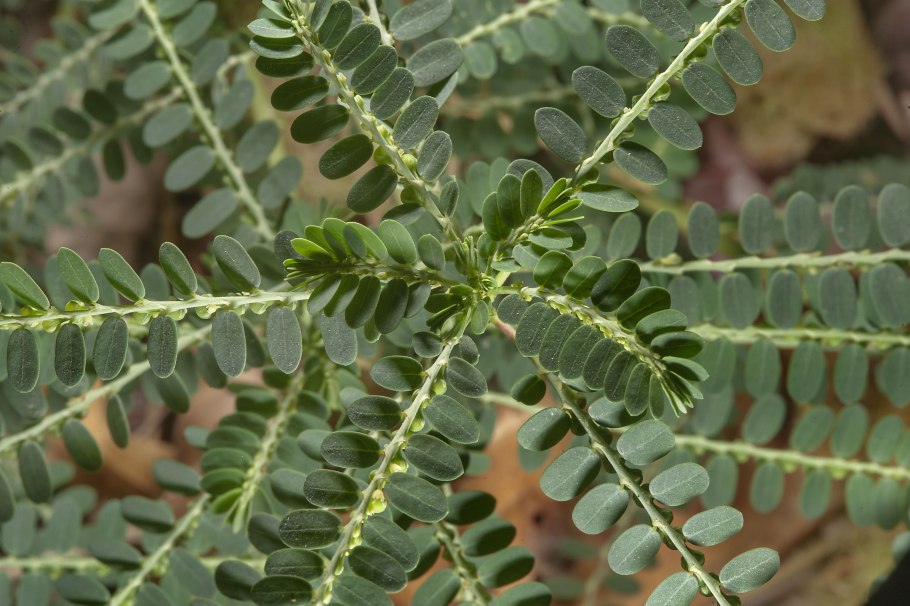 Phyllanthus amarus растение