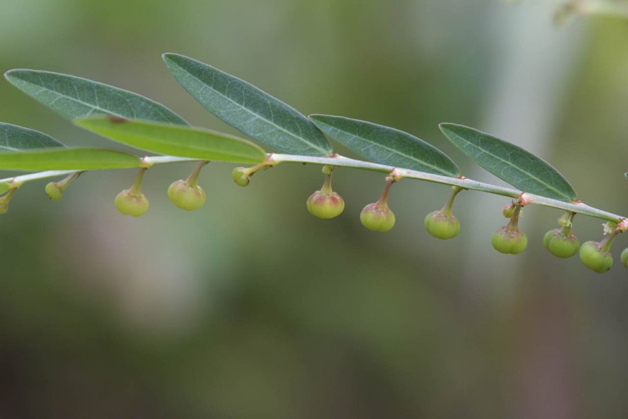 Филлантус нирури