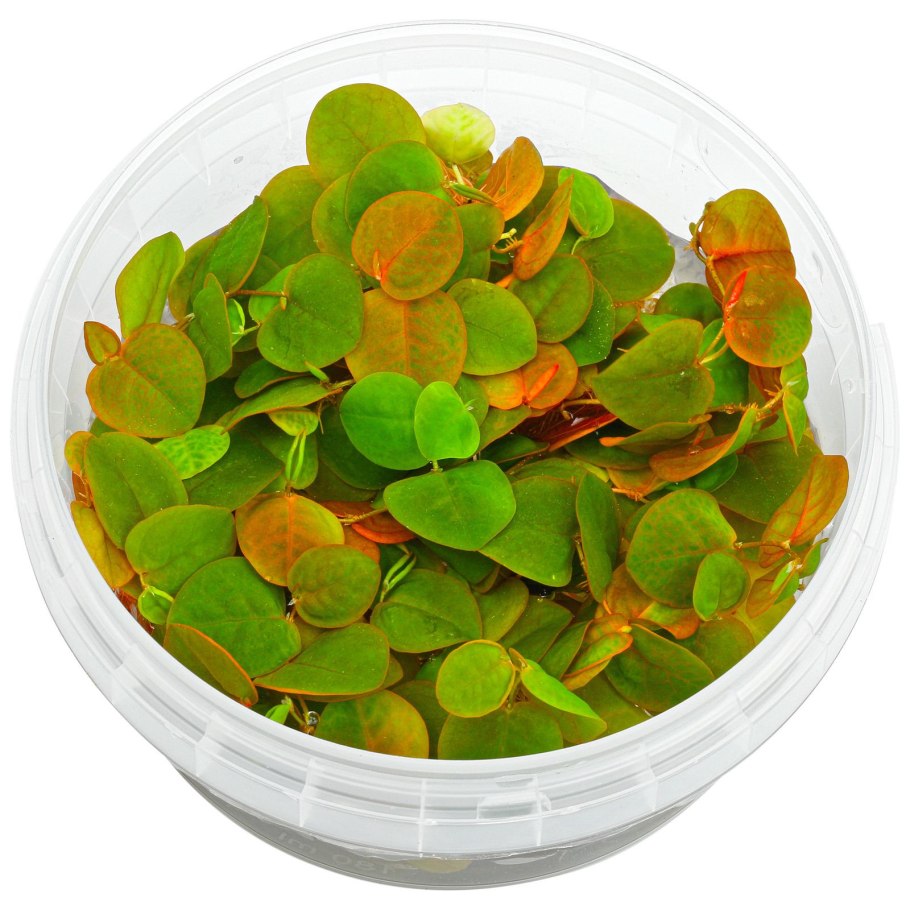 Бхумиамалаки (Phyllanthus niruri)