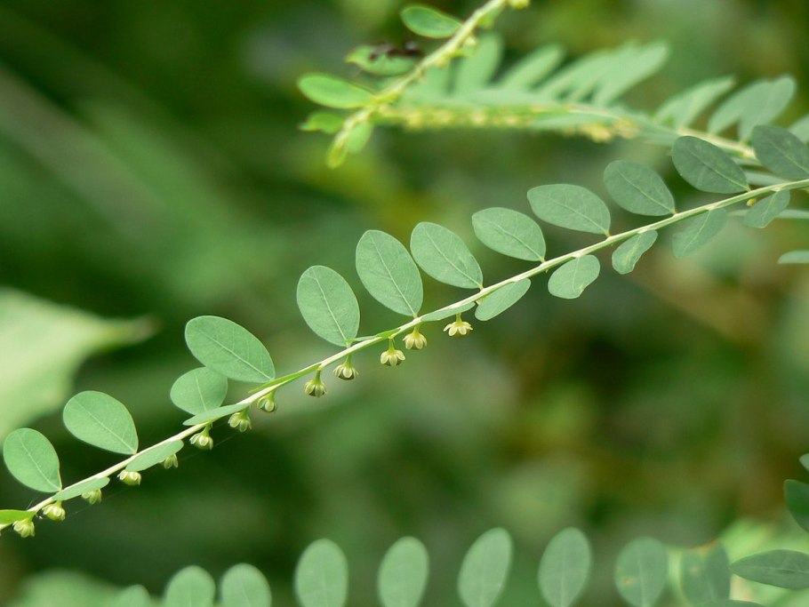 Бхумиамалаки (Phyllanthus niruri)