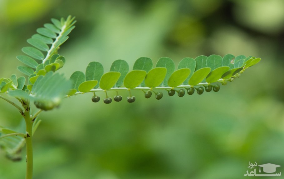 Филлантус нирури