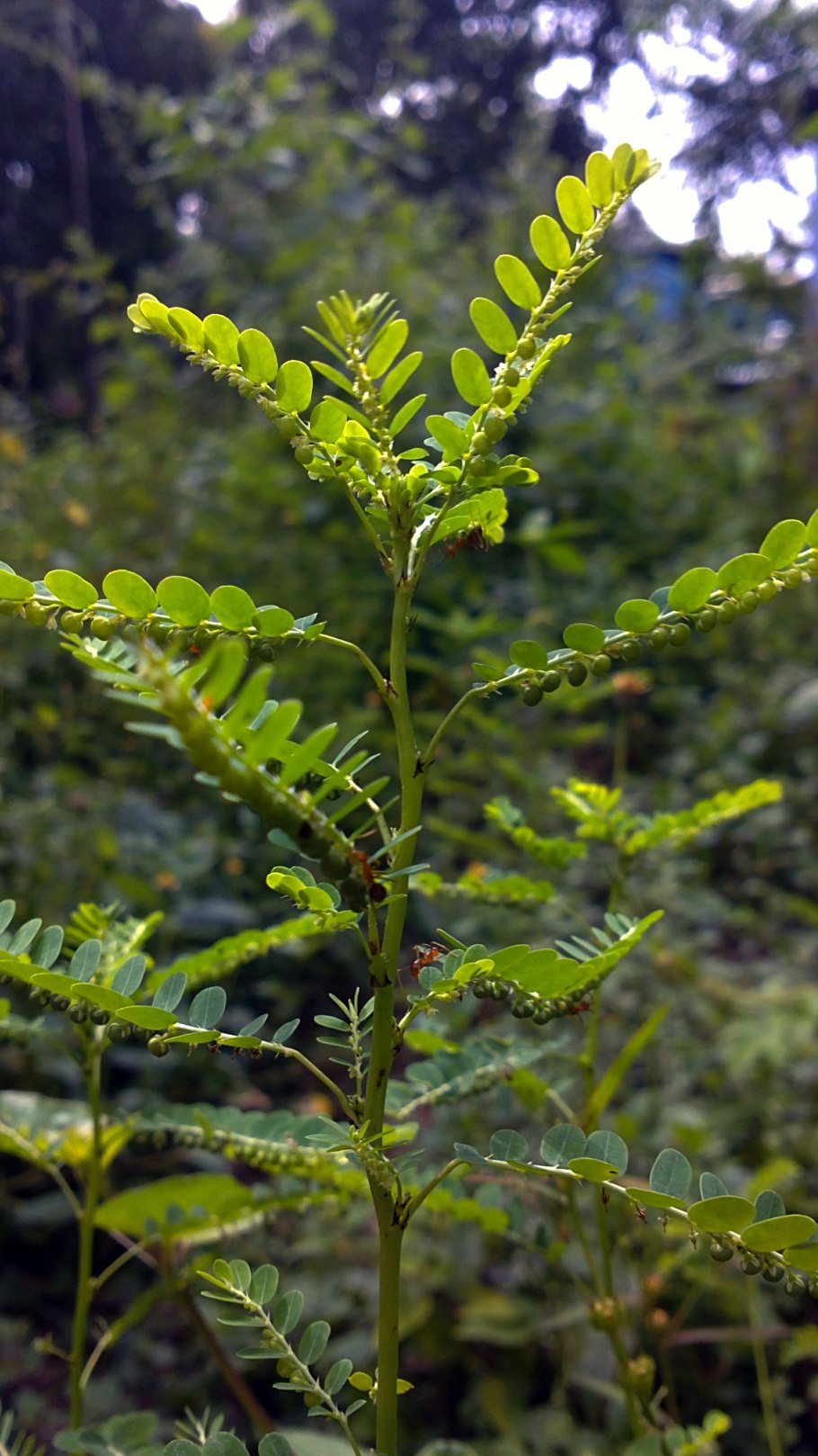 Филлантус плавающий (Phyllanthus Fluitans)