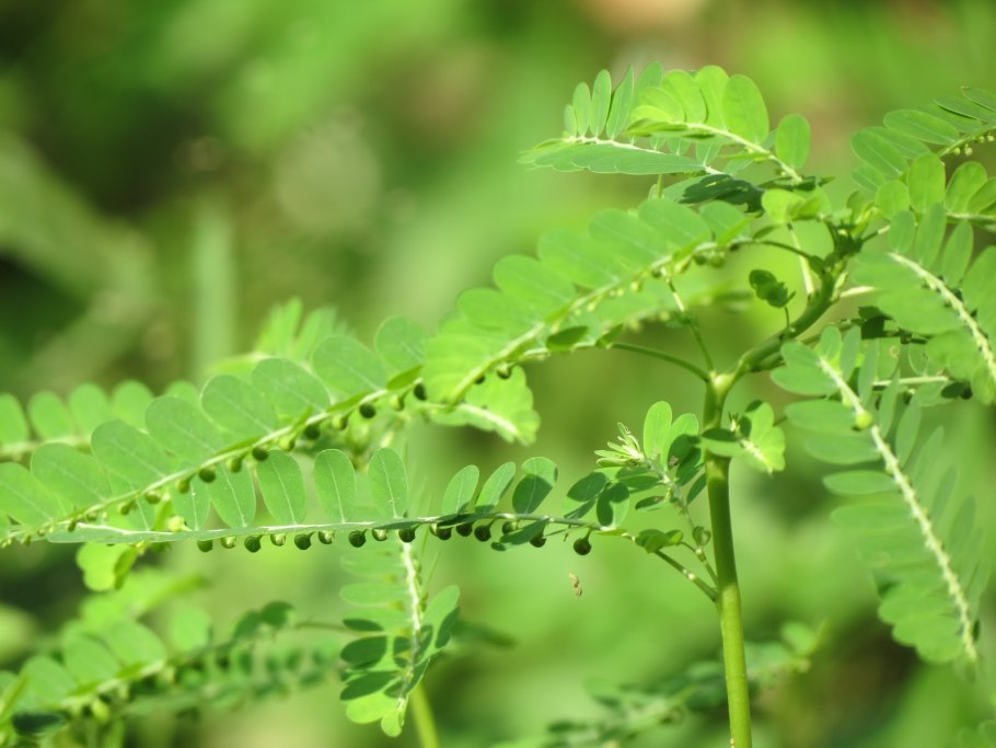 Phyllanthus amarus гомеопатия