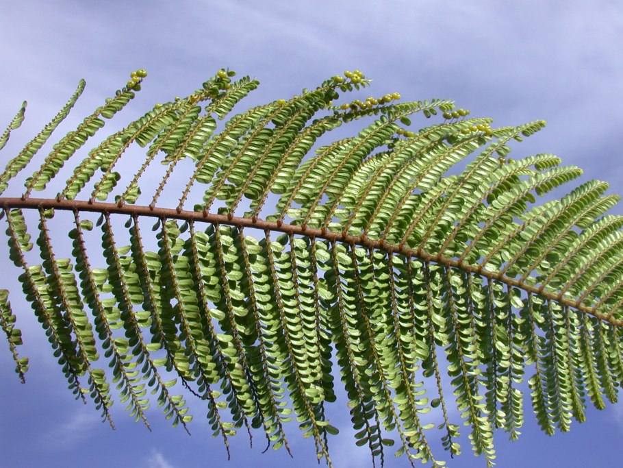 Phyllanthus amarus растение