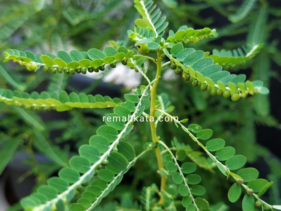 Phyllanthus amarus