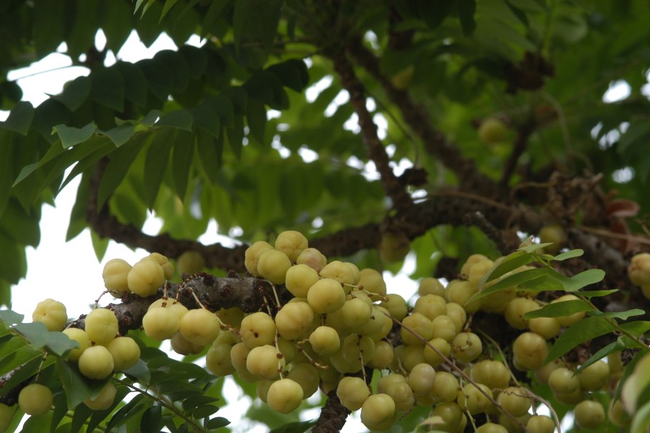 Филлантус Флуитанс