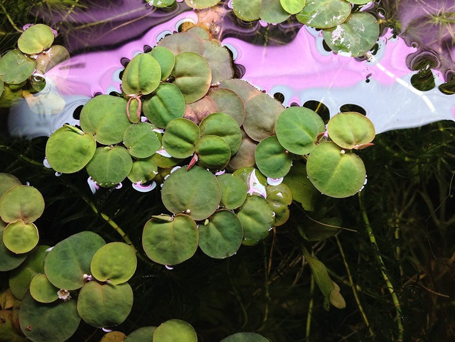 Филлантус кислый цветы