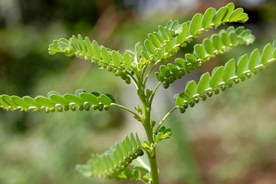 Филлантус мирабилис