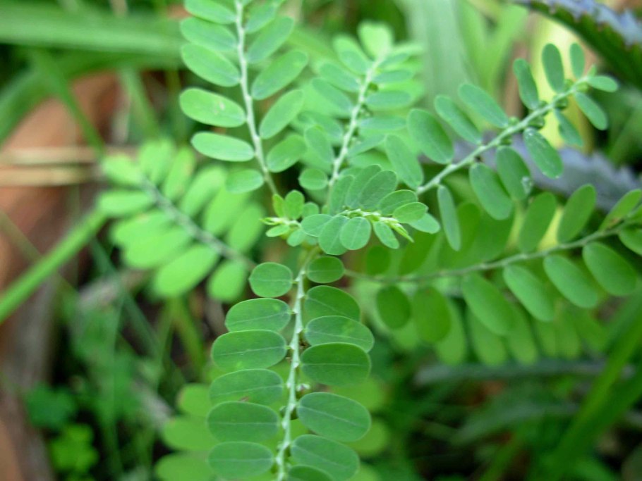 Филлантус мирабилис