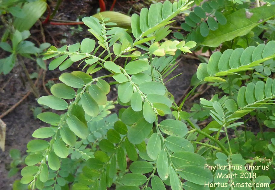 Филлантус уринария