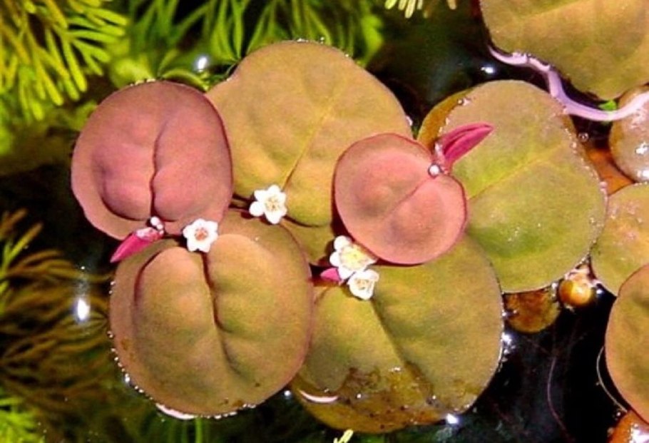 Филлантус аквариумное растение