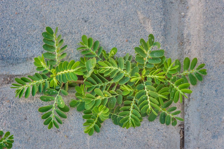 Филлантус эмблика