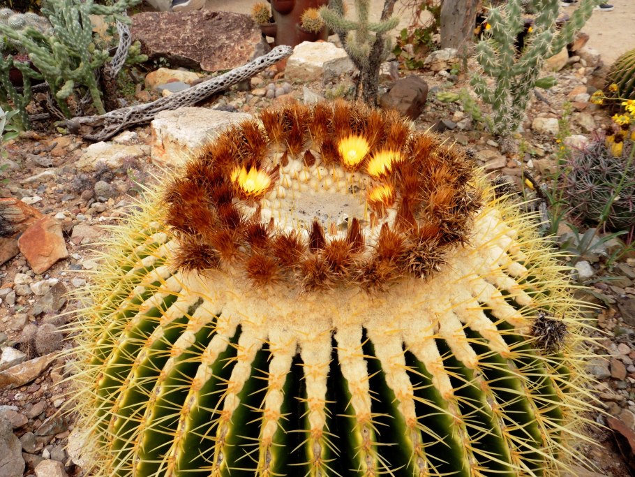 Echinocactus grusonii
