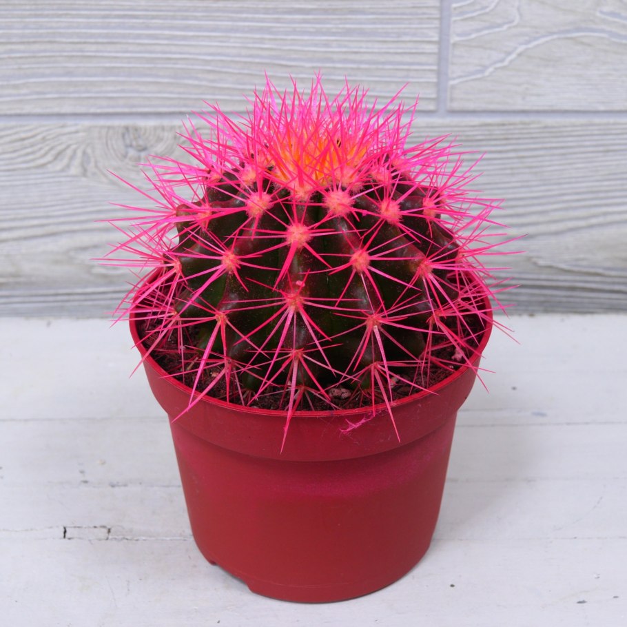 Кактус Эхинокактус грузони