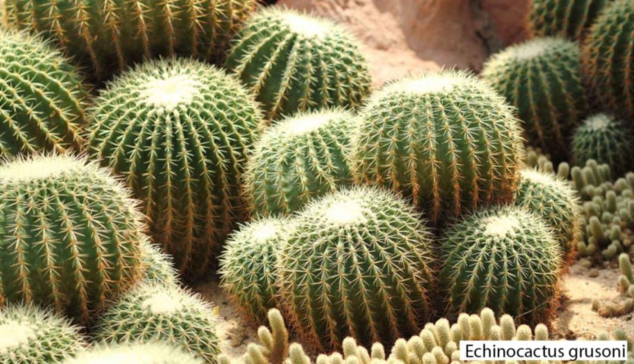 Эхинокактус грузони красный
