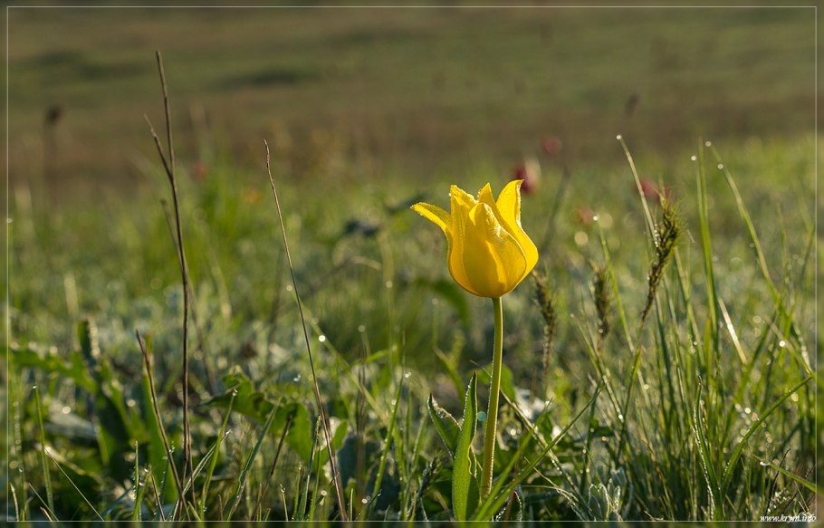 Тюльпан одноцветковый