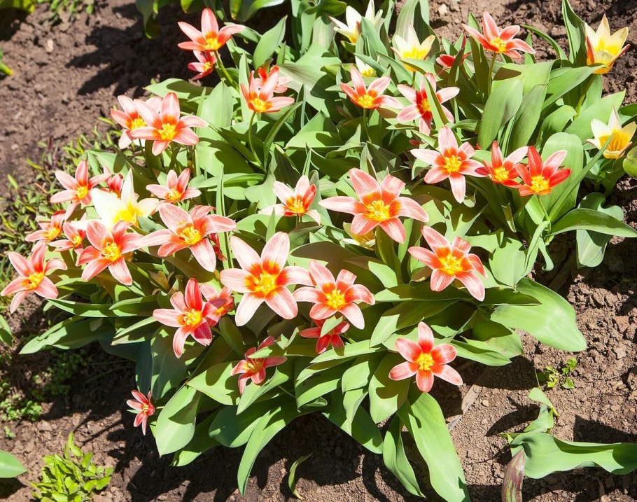 Clusiana var. Chrysantha тюльпан