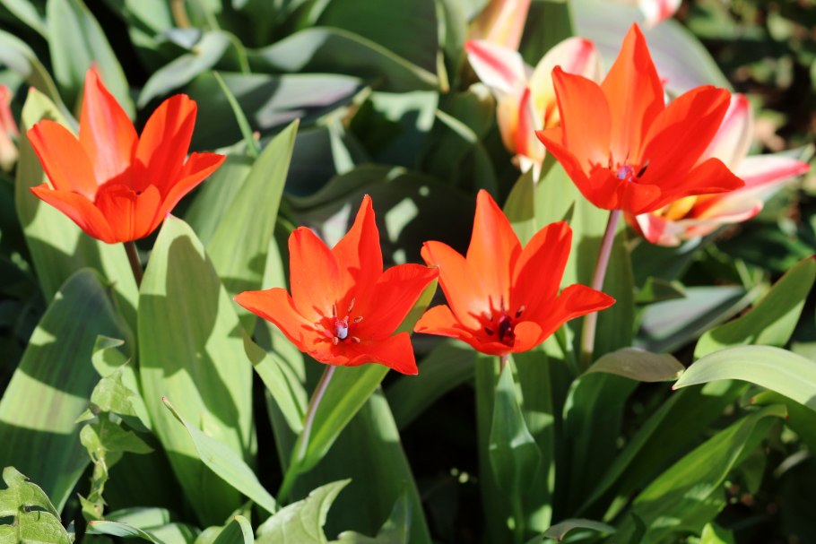 Берегите тюльпаны