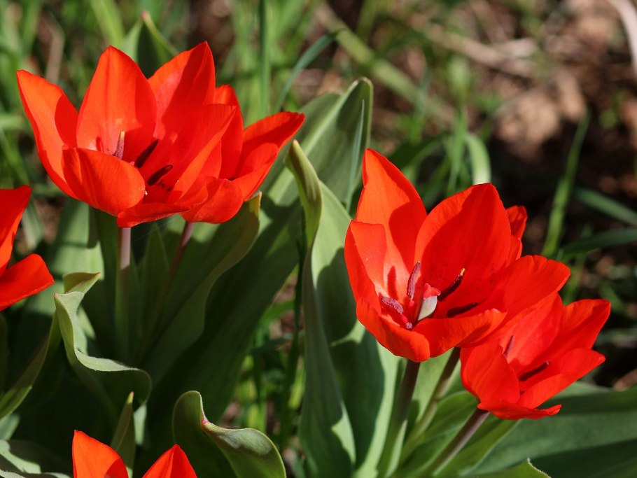 Tulipa turkestanica растение