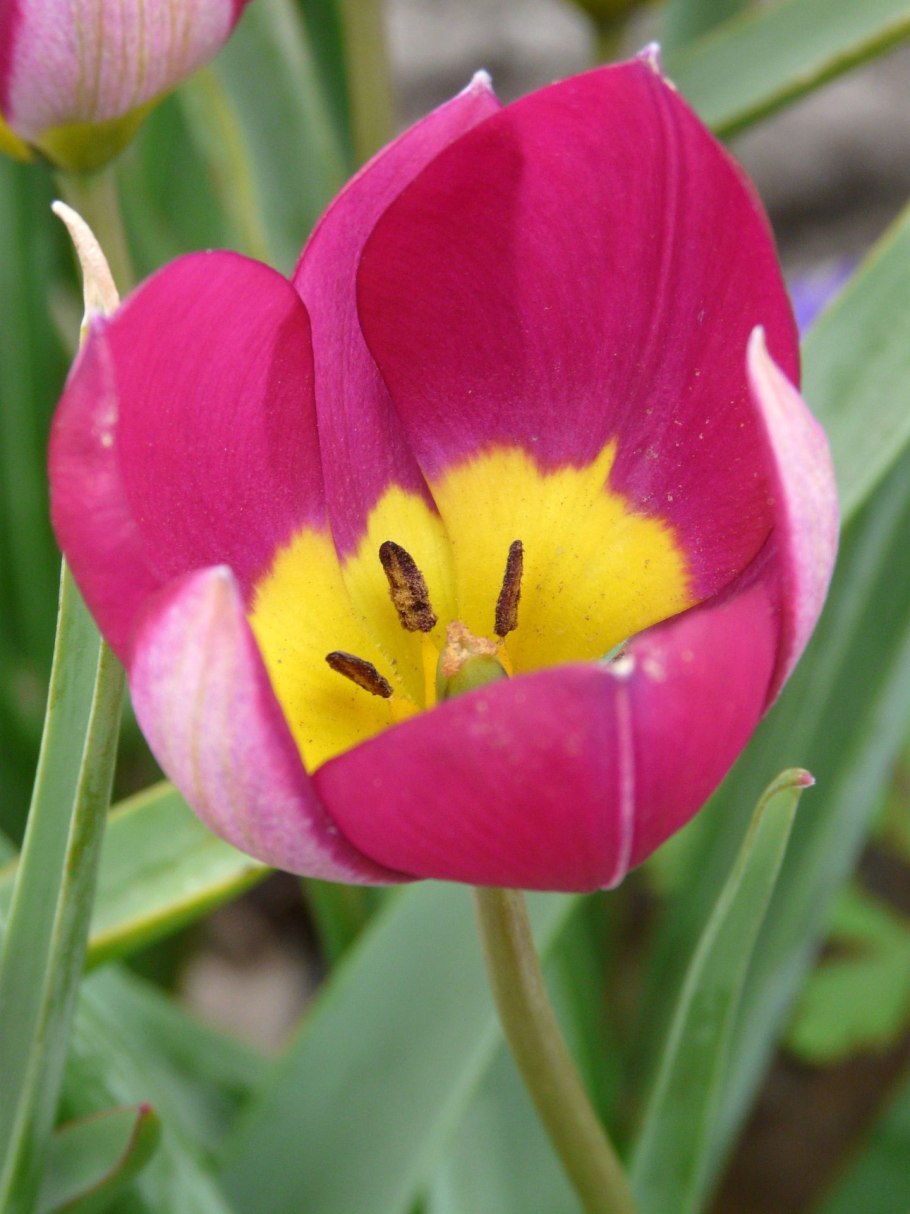 Дикие тюльпаны кустовые