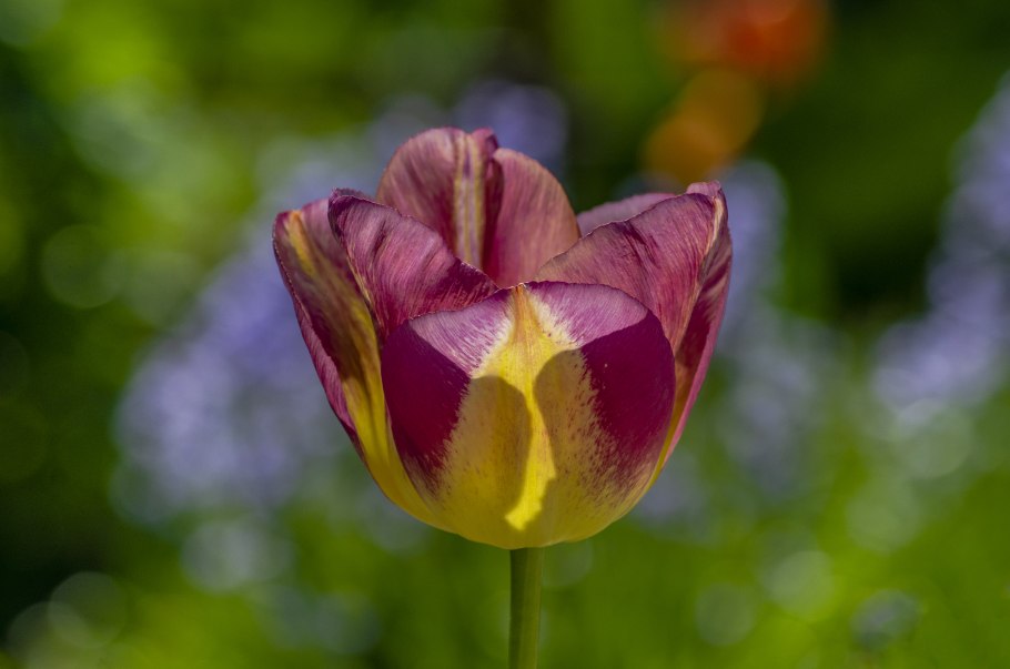 Тюльпан Орлеанс