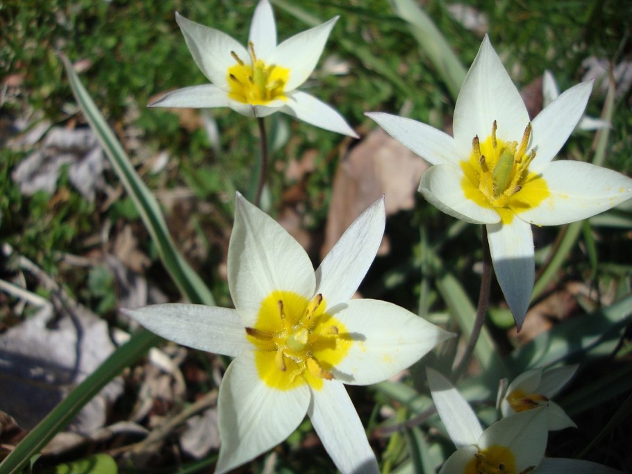 2п4 «тюльпан»