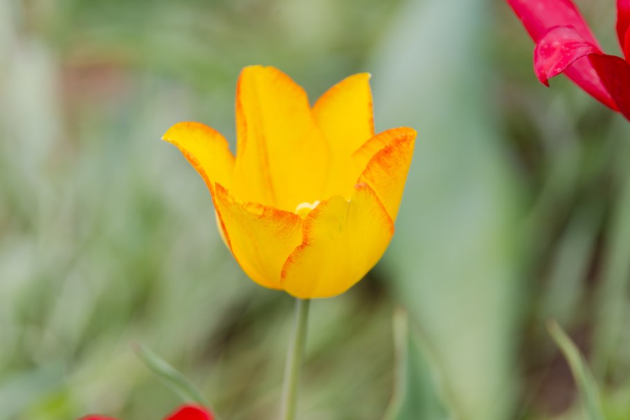 Тюльпан Гранд Перфекшн