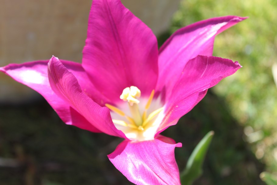 Тюльпан ред Лайт фото и описание