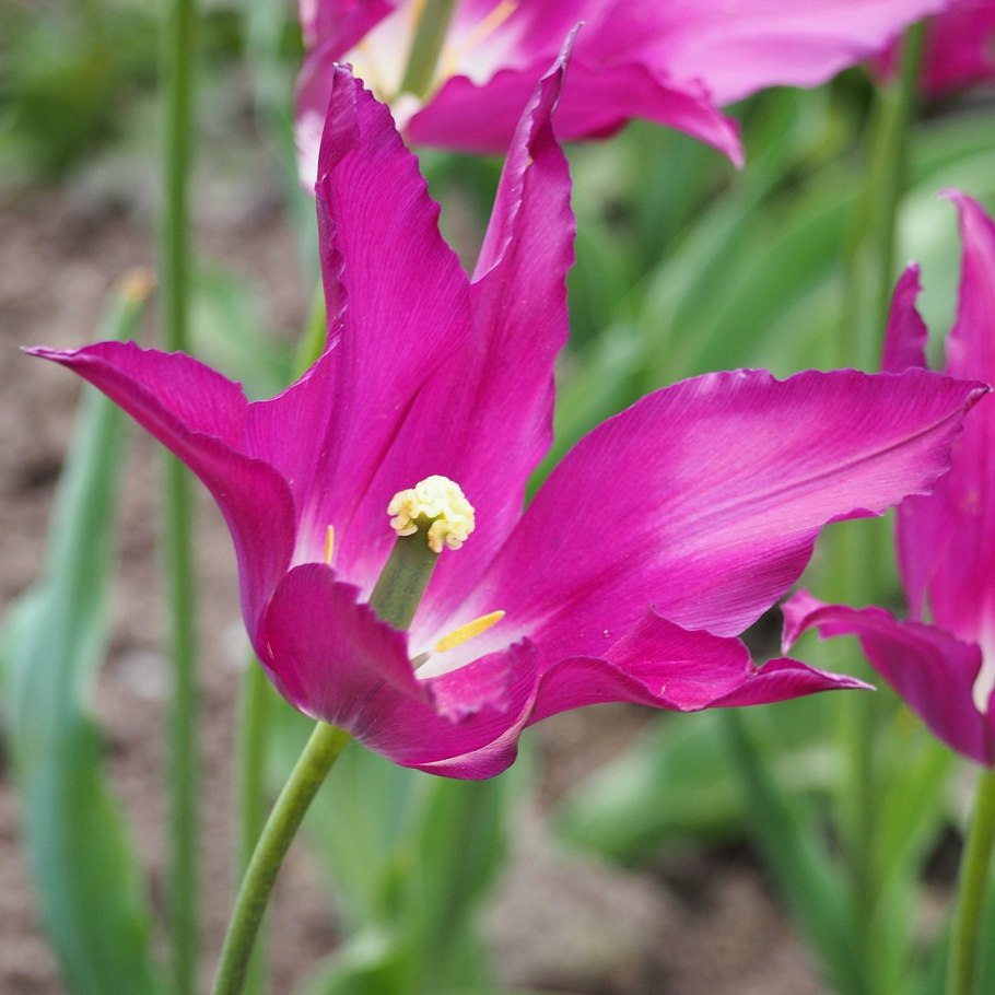 Тюльпан Блэк каньон семена