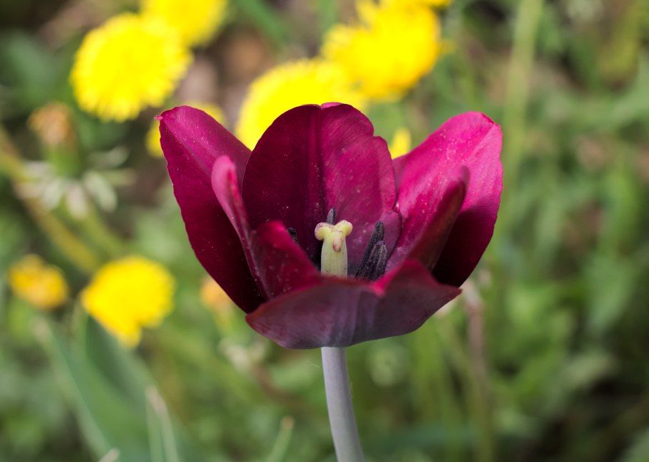 Тюльпан кабанна