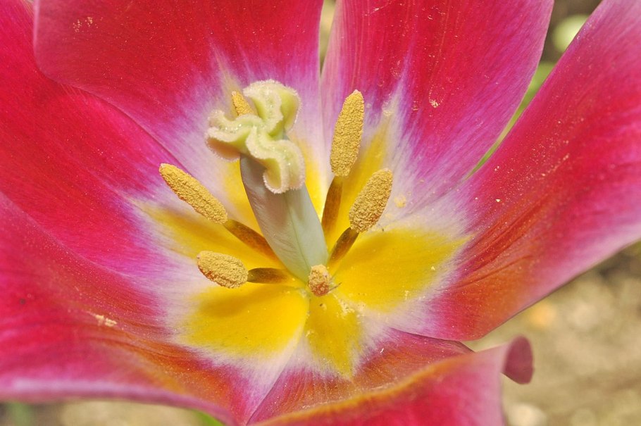 Тюльпан льнолистный